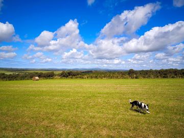 Site sheepdog blue checking up on the field