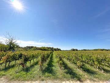 The camp overlooks the vines