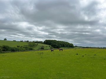 Horses grazing in a paddock nearby
