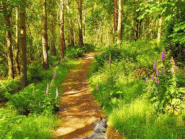 Trails on site