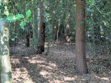 Quiet shady woods of pine, yew and holly surround the site