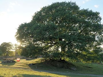 Oak pitch