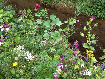 Wildflowers on site