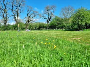 A view across one of the wildflower meadows