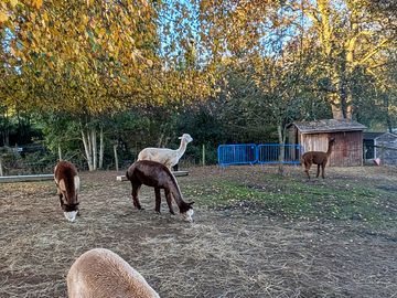 Alpacas
