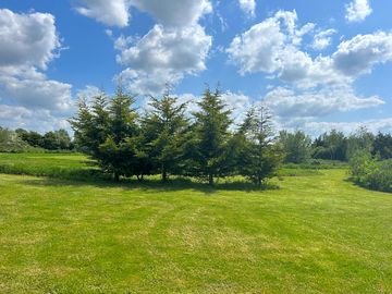 Nice shrubbery
