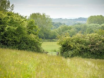 View from Park Hill Farm, with tall hedges and long grasses