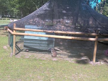 Meet wally the wallaby!