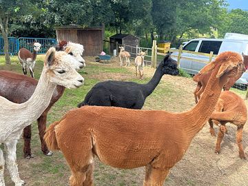 Alpaca