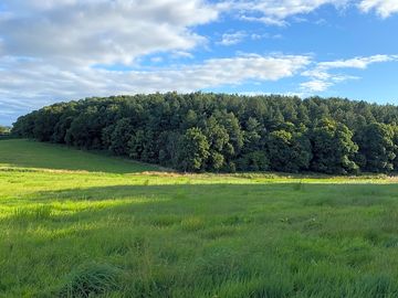 Woods by dog walking field