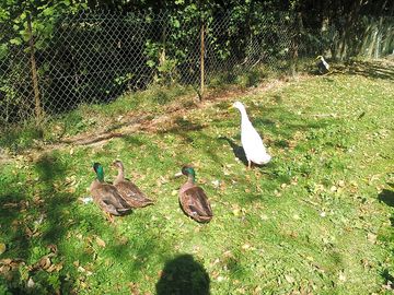 Ducks wandering around the site