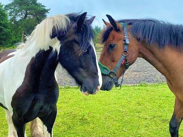 Meet the horses