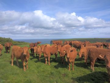 Cows on site