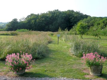 On-site dog walk