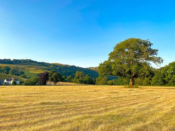 Another perspective of the meadow