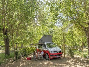 Trees for shade and privacy