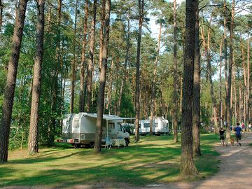 Pitches among the trees