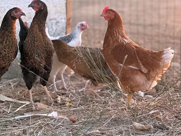 Chickens on site