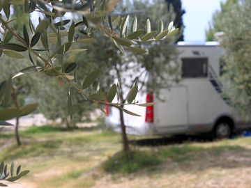 Olive trees