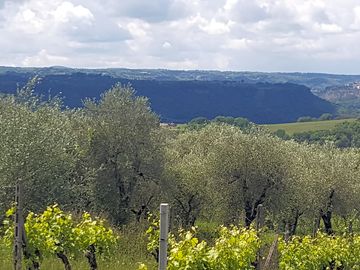 Local landscape