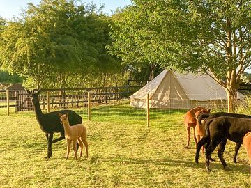 Close to the grazing alpacas