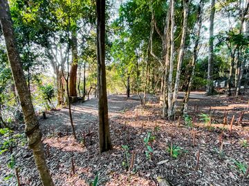 Forest setting
