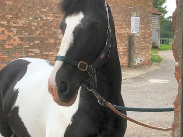 Resident horses