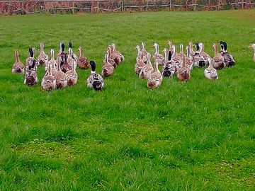 Ducks on parade