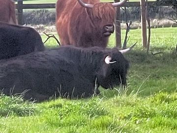 Lovely highland cattle on site