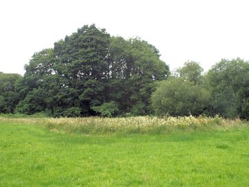 Wooded area