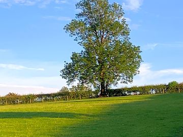 Looking across the field