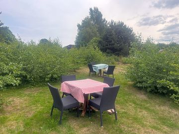 Outdoor eating area around the alders.