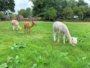 Llamas in monyash