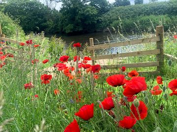 A field of wild flowers