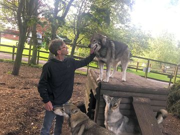 Meet the wolf/dogs