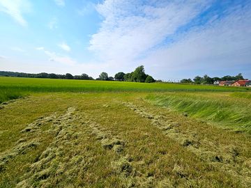 Mown pitch looking over the barley fields