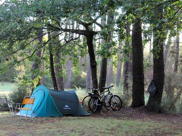 Wild-style pitches in the pine forest