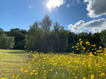 Wildflower view