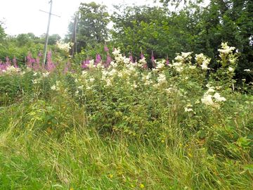 Wild flowers