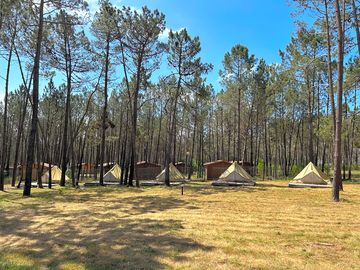 Pitches under the trees