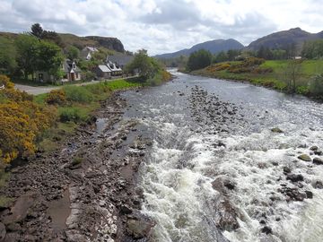 River ewe