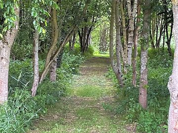 One of the woodland walks to the coarse fishing lake