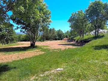 Grass tent pitches among the trees