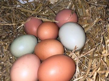 Fresh eggs