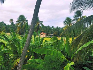 View from the pond
