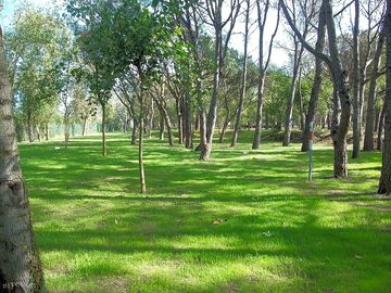Pitch surrounded by trees