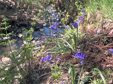Bluebells by the stream