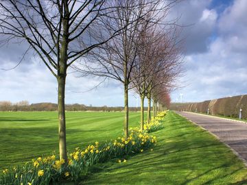 Lime trees lining the entrance