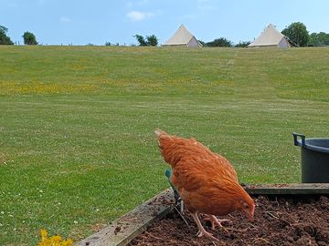 Goldie the chicken enjoying free ranging the area outside the shared facilities