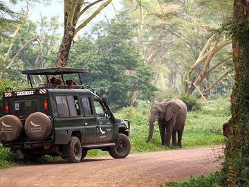 Take a game drive